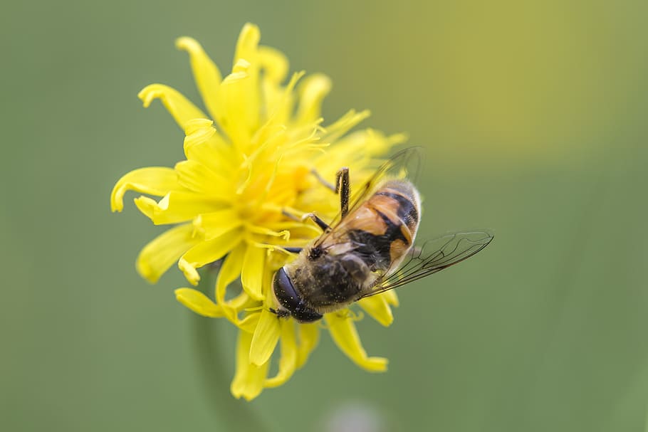 nature, flying, tiny, small, insect, close, detail, macro, yellow HD wallpaper
