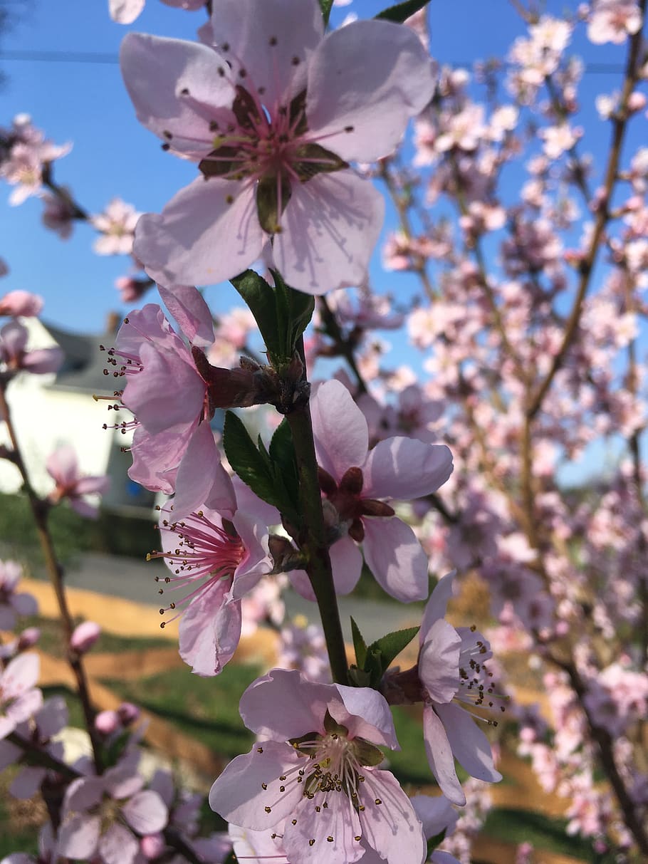 spring, fruit tree, plum, flowering plant, growth, fragility HD wallpaper