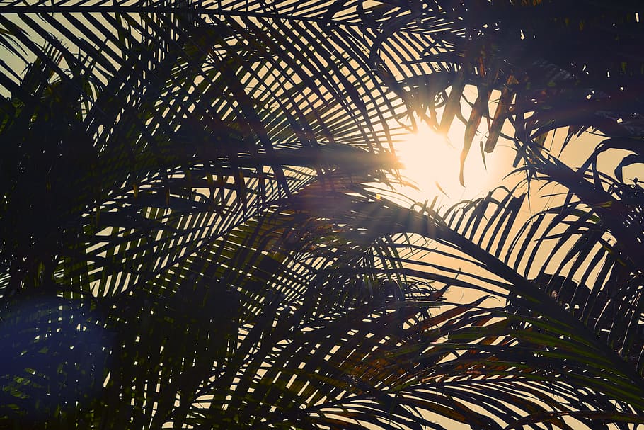 sun, light, palm, tree, nature, trees, sky, plant, sunlight HD wallpaper