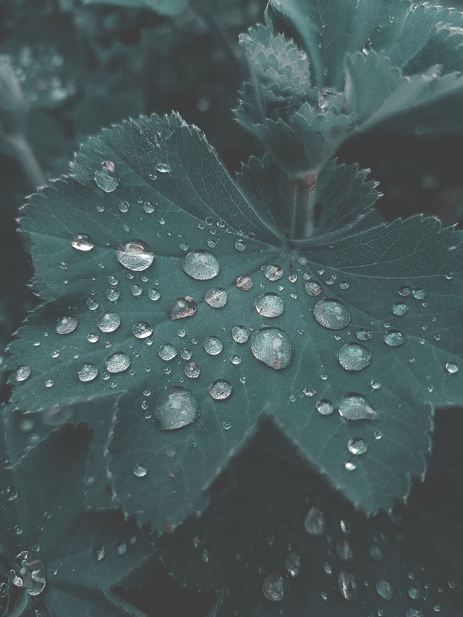 garden, leaf, nature, green, plant, leaves, spring, flora, color HD wallpaper