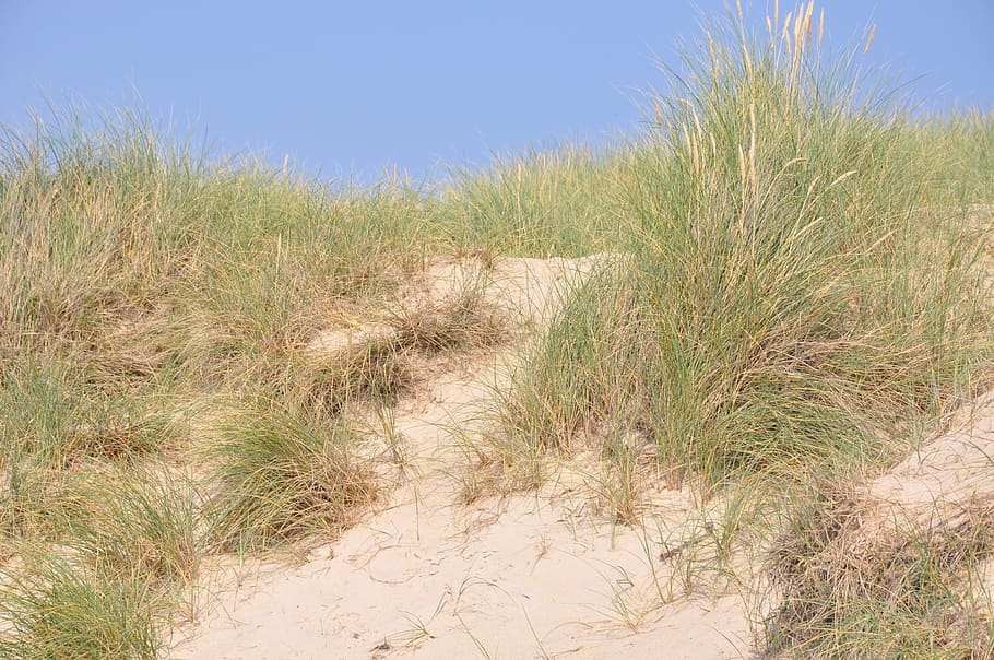 dune, sylt, nature, landscape, horizon, beautiful beach, dune landscape HD wallpaper