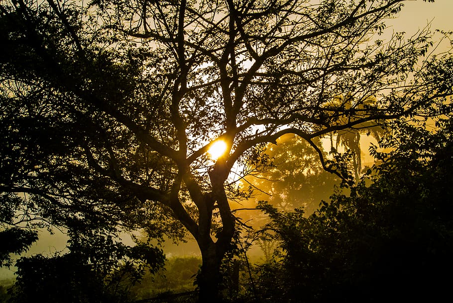 mexico, cazones de herrera, tree, plant, sky, beauty in nature, HD wallpaper