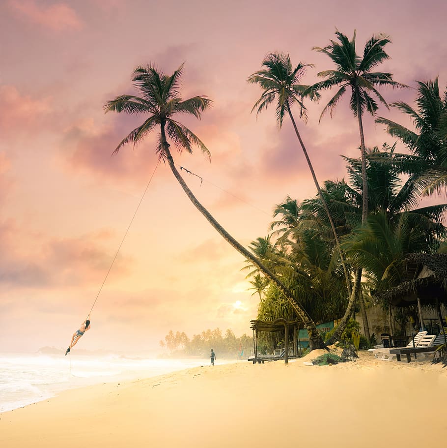 coconut tree on shore, palm tree, plant, flora, arecaceae, nature HD wallpaper