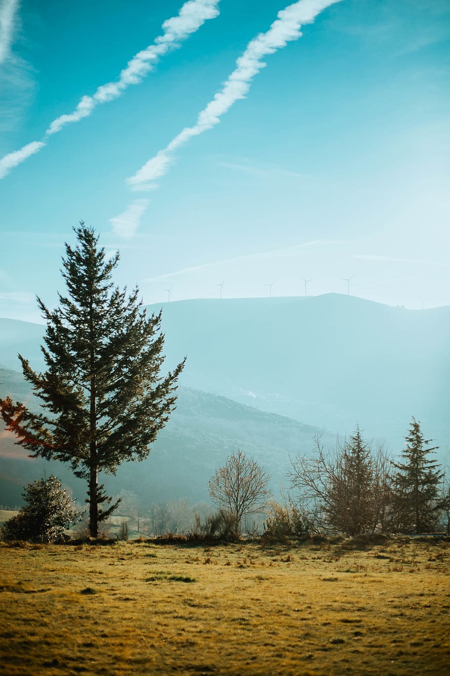 green-leafed trees under blue sky, plant, fir, abies, geres, conifer HD wallpaper