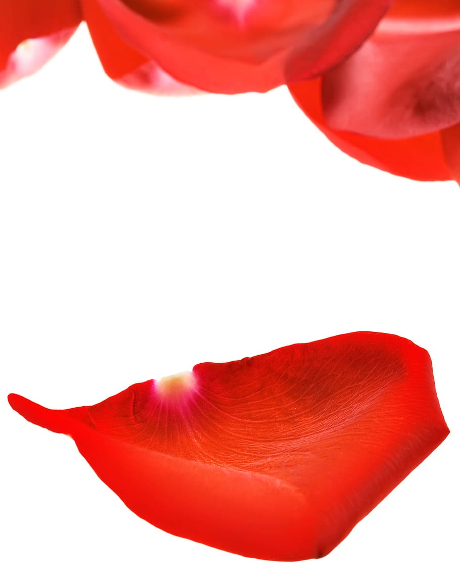 con2011, rose, petals, red, white background, studio shot, cut out HD wallpaper