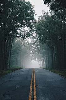 road between trees taken during daytime, fog, mist, eery, journey HD wallpaper