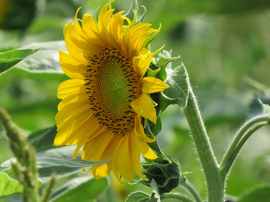 sunflower, plant, summer, flowering plant, fragility, growth HD wallpaper