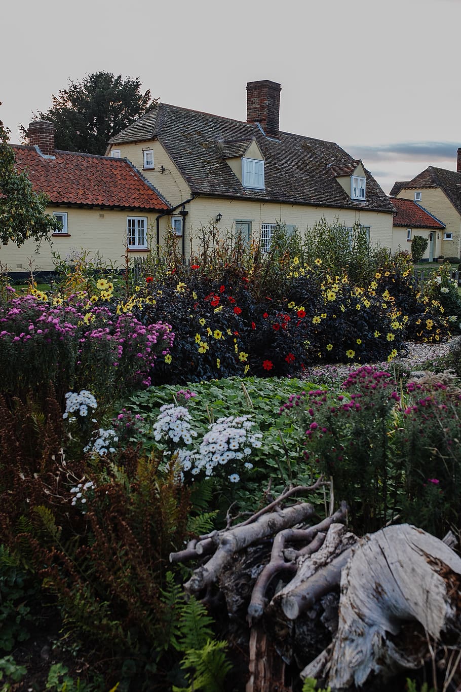 Garden during