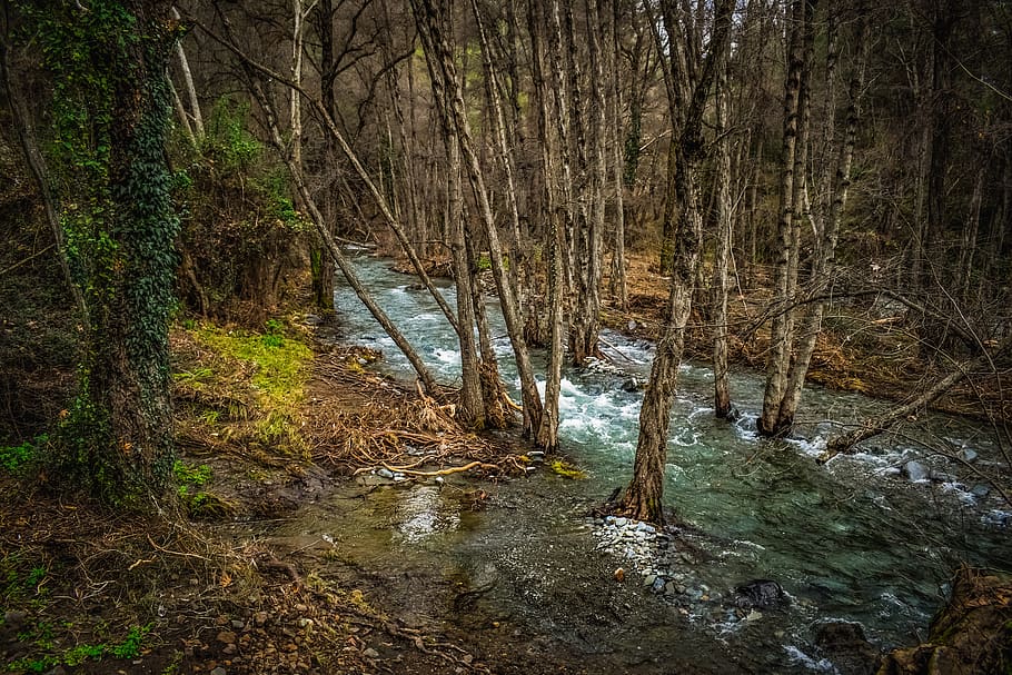 stream, creek, river, scenery, nature, forest, trees, woods HD wallpaper