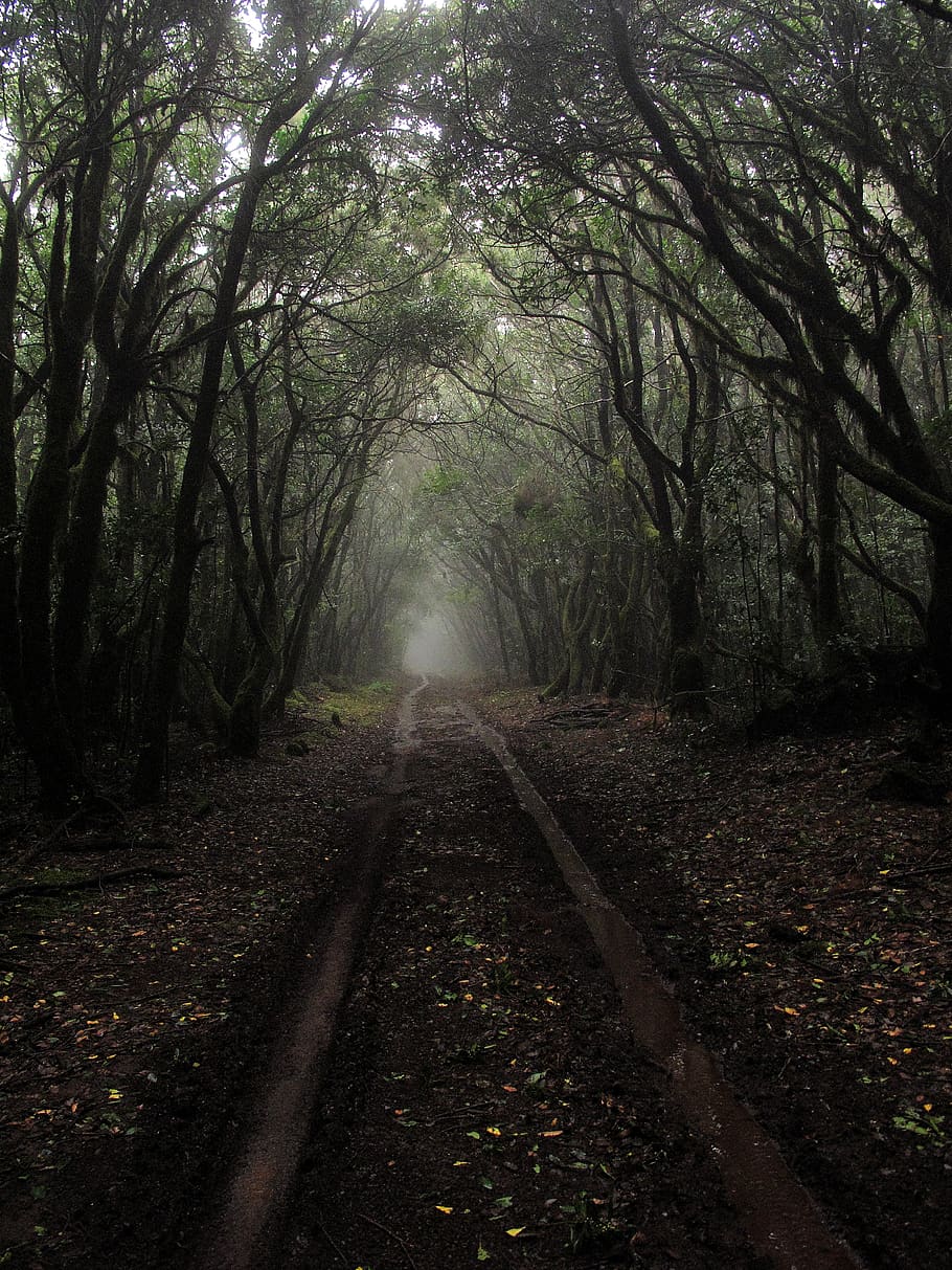 Brown Dirt Ground Pathway in Between Tall Tress at Daytime, forest HD wallpaper