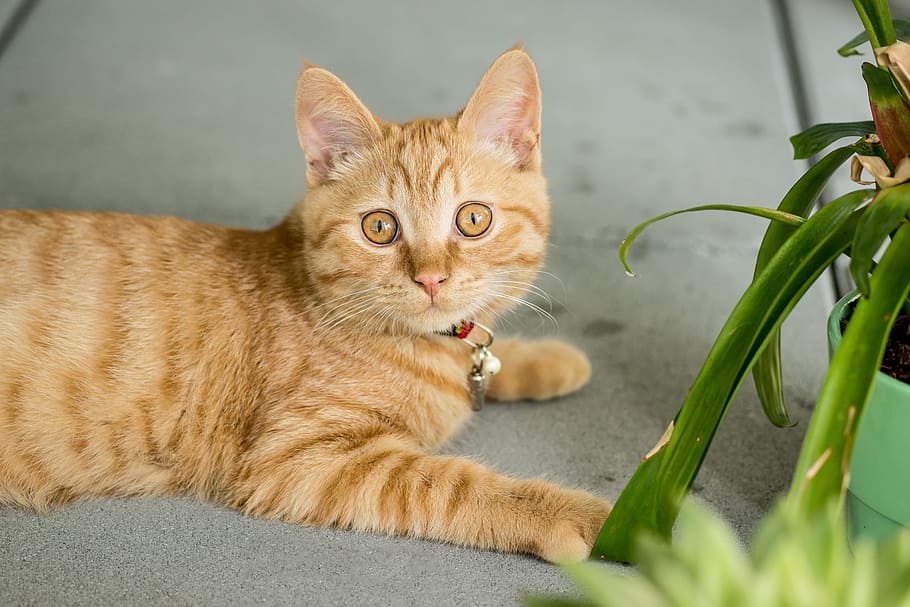 Orange Tabby Cat on Gray Pavement, animal, cat face, close-up HD wallpaper