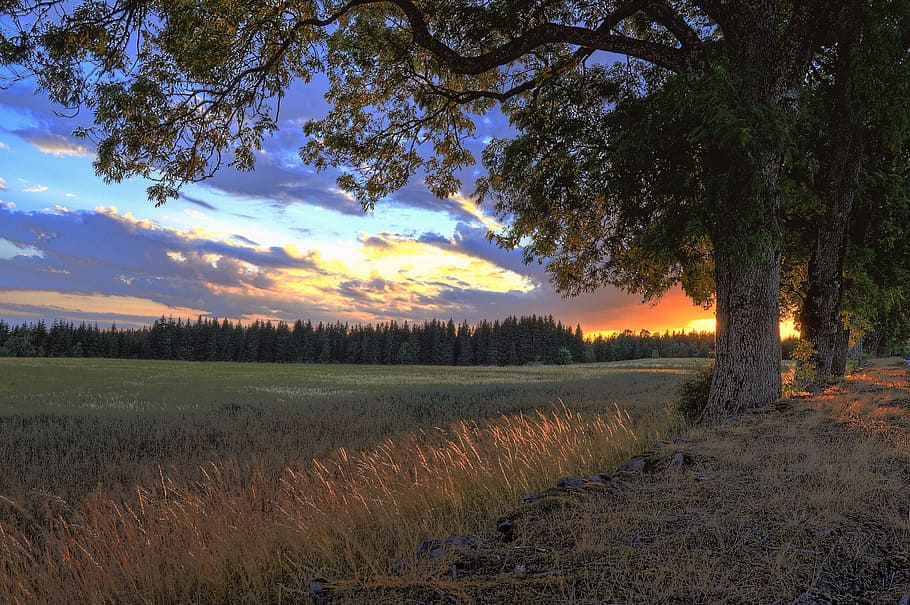 Landscape Photograph of Grass Field, backlit, beautiful, blue sky HD wallpaper