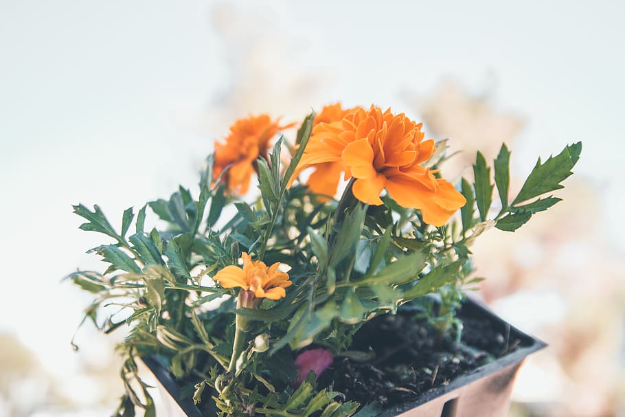 potted orange petaled flower, flowering plant, freshness, beauty in nature HD wallpaper