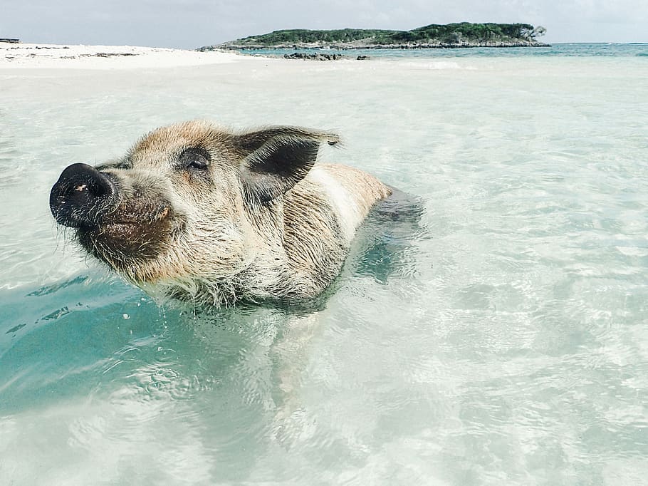 brown pig swimming, hog, animal, mammal, boar, bear, wildlife HD wallpaper