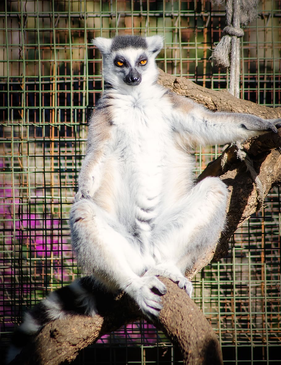 lemur, sun, sunbathing, tummy, fur, funny, relax, sit, one animal HD wallpaper