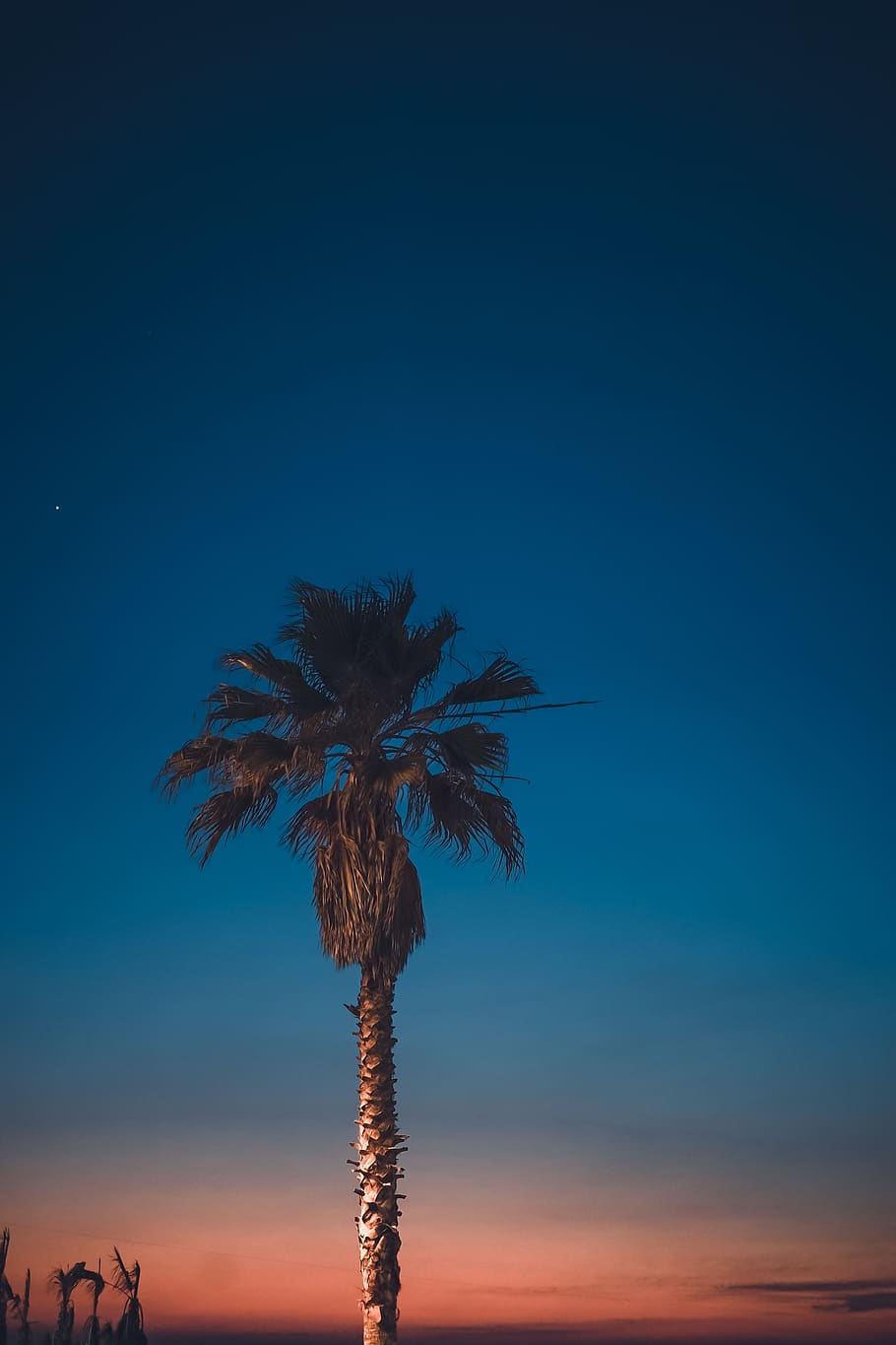 Green Palm Tree Overlooking Sunset, dawn, evening, gradient sky HD wallpaper