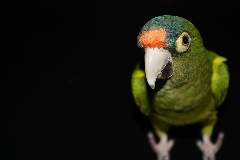 green parrot surrounded by darkness, bird, beak, animal, closeup HD wallpaper