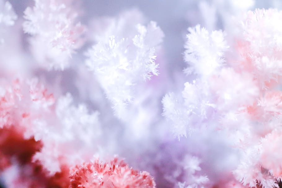 white and red flowers, backgrounds, nature, no people, beauty in nature HD wallpaper