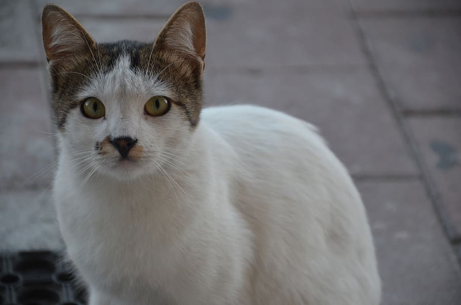 Cat path. Грузинская кошка. Кошка грузин порода. Georgian Cat.