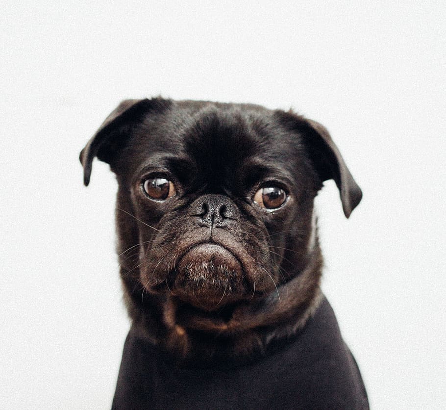 black pug on white background, toshi, puppy, canine, pet, animal, HD wallpaper