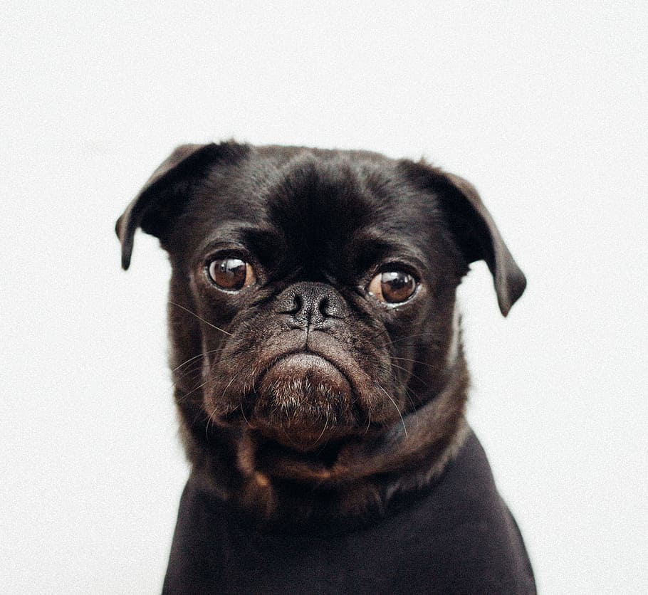 black pug on white background, toshi, puppy, canine, pet, animal