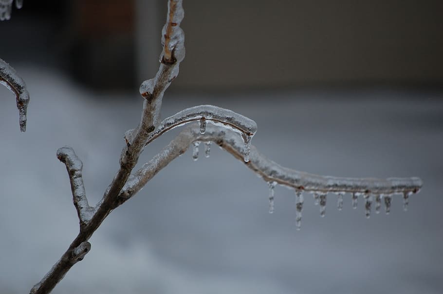 ice, tree, branch, winter, cold, frost, nature, frozen, weather HD wallpaper