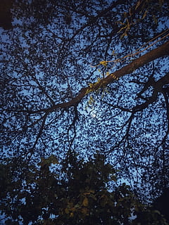 india, mumbai, nargis dutt compound, tree, plant, low angle view HD wallpaper
