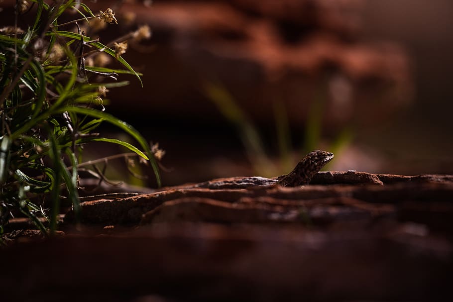 snake near grass, reptile, animal, lizard, gecko, plant, wildlife HD wallpaper