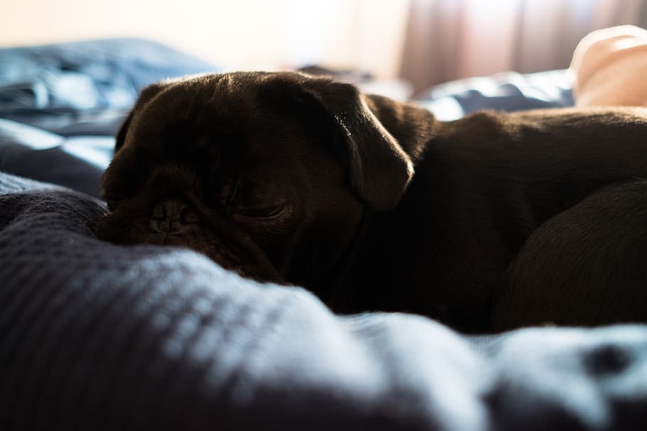 dog, pug, cozy, sleep, animal, dogs, black, blue, warm, puppy HD wallpaper