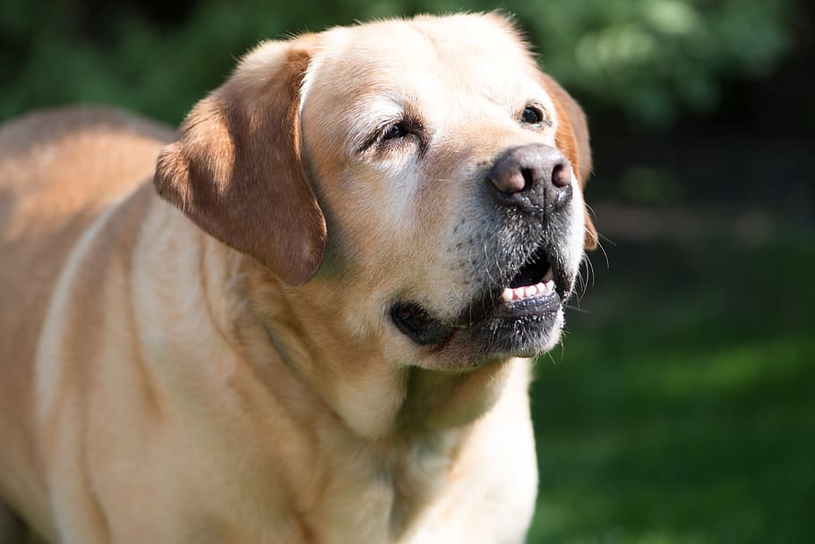 labrador, dog, old, elderly, cute, pets, hairy, animal, colored buns HD wallpaper