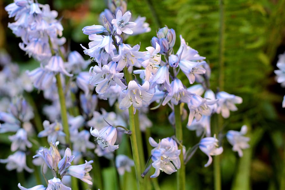 HD wallpaper: bluebell, drops, spring flowers, stamens, boating, garden ...