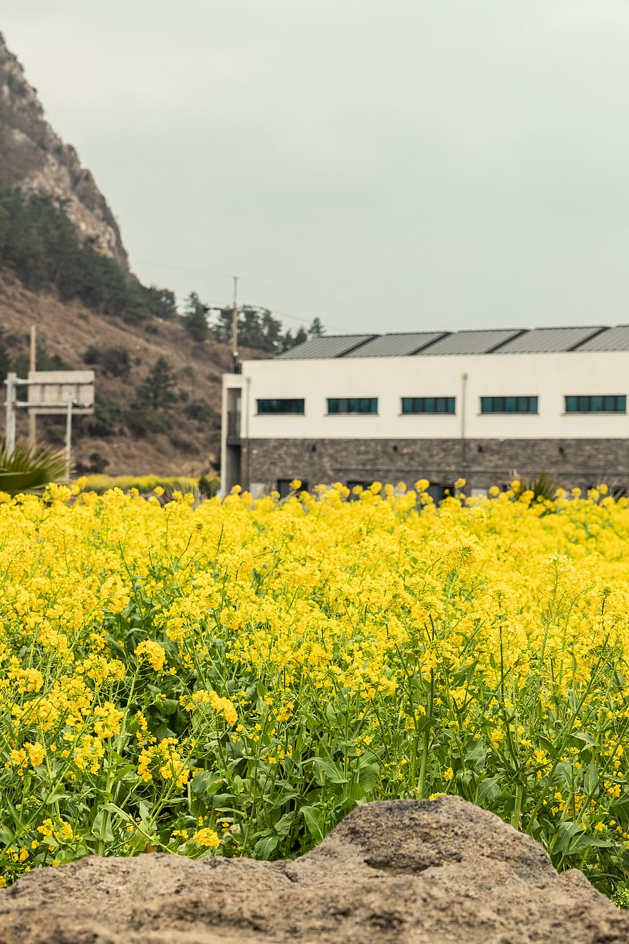 yellow, flower, plant, growth, architecture, flowering plant HD wallpaper