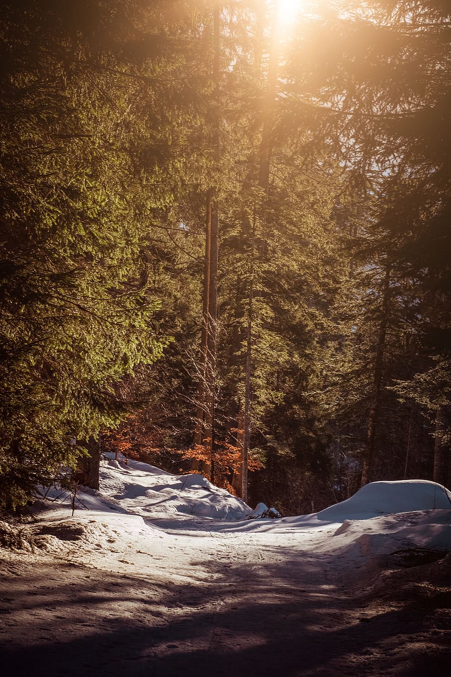 nature, away, forest, trees, light, snow, wintry, winter, spring HD wallpaper