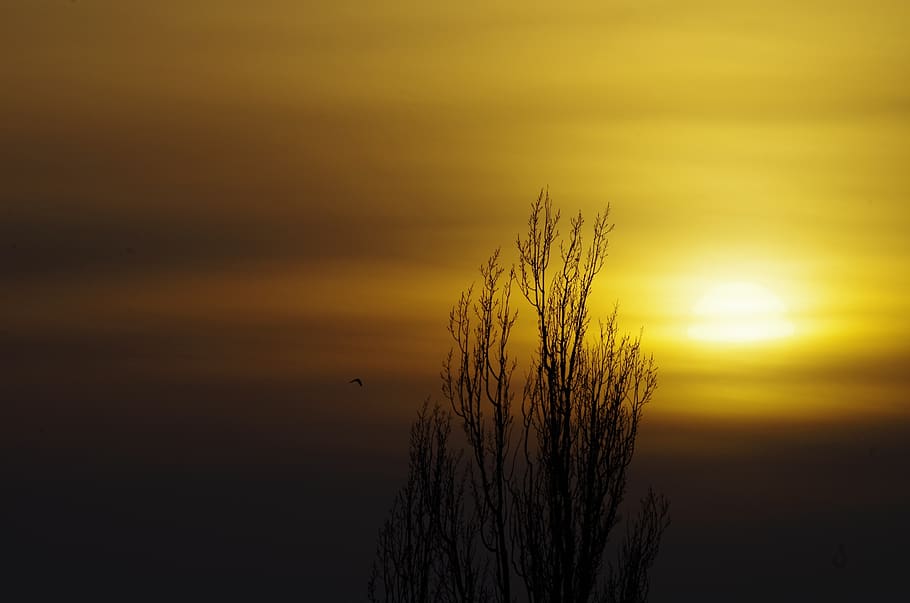 sky, sunset, evening, dusk, beauty in nature, orange color HD wallpaper