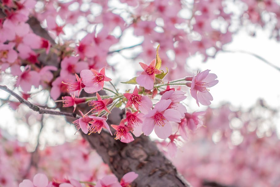 spring, blossom, bloom, tree, nature, bud, pink, flowering plant HD wallpaper