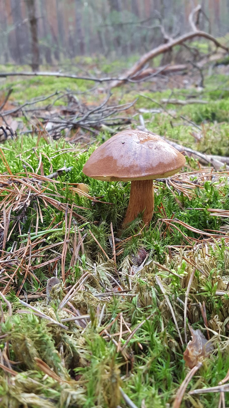 mushroom, forest, nature, moss, forest mushroom, forest floor HD wallpaper