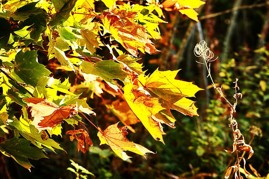 autumn, leaves, tree, fall, nature, plant part, leaf, growth HD wallpaper