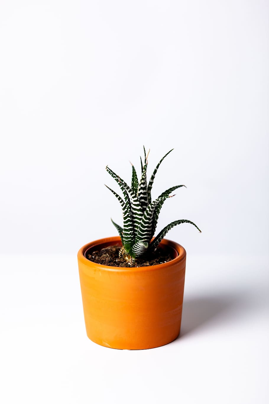 Photo of a Succulent Plant in a Brown Pot, agave, botanical, botany HD wallpaper
