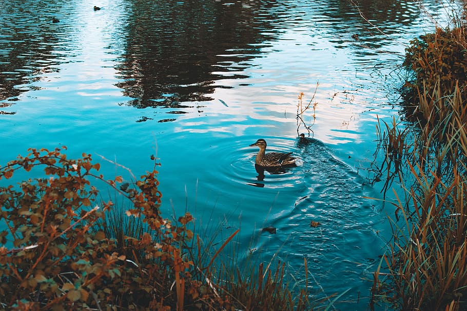 Brown Duck In Water, animal, avian, bird, lake, swimming, vertebrate HD wallpaper