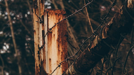 Barbwire on White Panel, barbed wire, blur, branch, close-up HD wallpaper