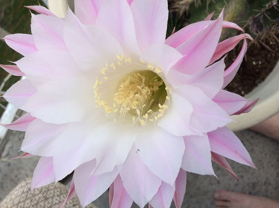 cactus, pink, flower, flowering plant, vulnerability, fragility HD wallpaper