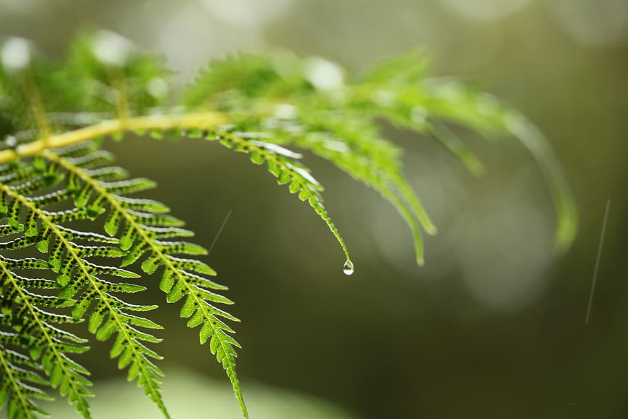 leaf, nature, flora, closeup, fern, desktop, outdoors, drop HD wallpaper