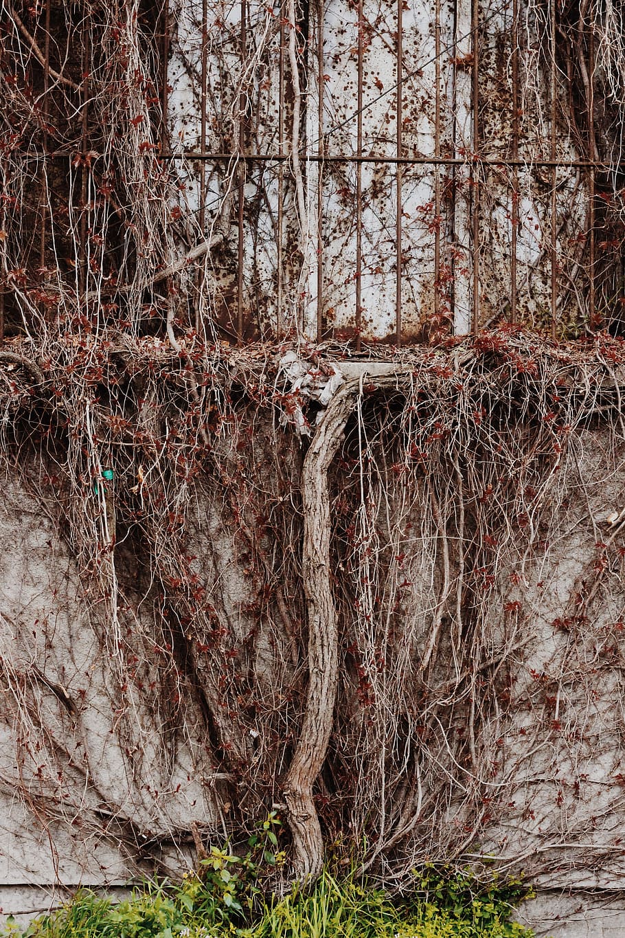 tree roots, plant, tree trunk, nature, ground, building, grass HD wallpaper