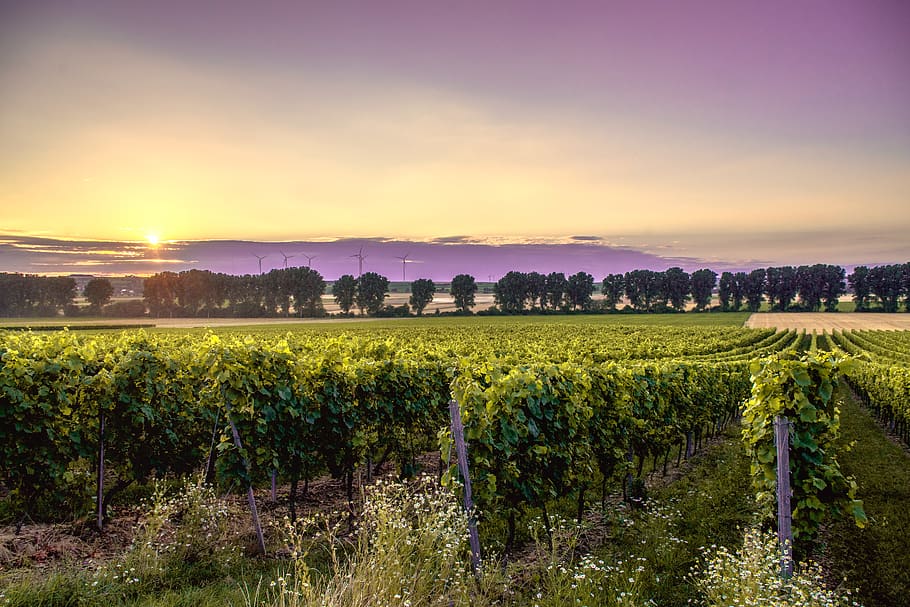 germany, mörstadt, sunset, clouds, trees, windmills, beautiful HD wallpaper