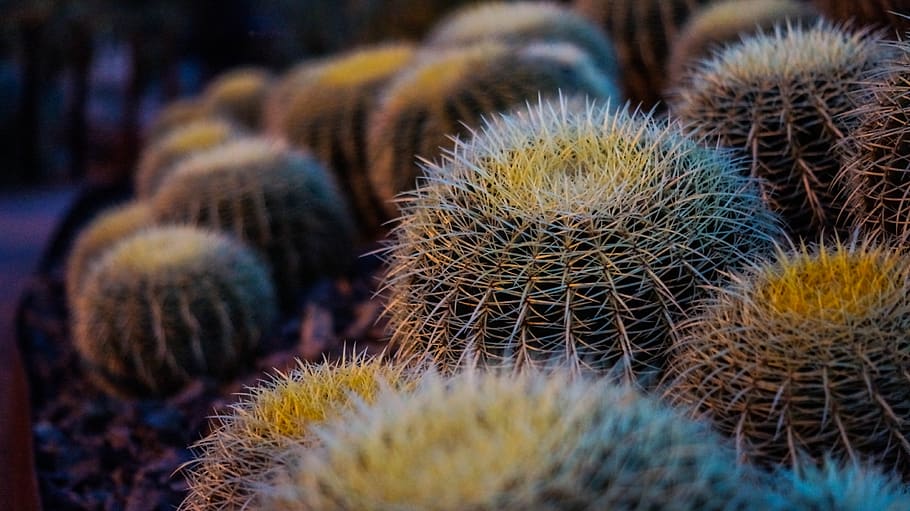 Brown Thorny Plant, barrel cactus, cacti, close-up, macro, plants HD wallpaper