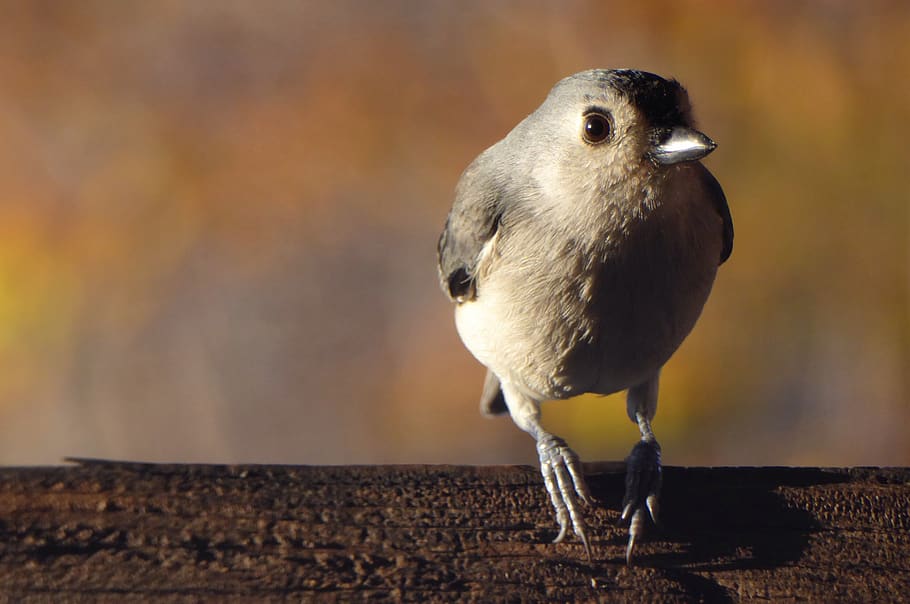bird, titmouse, porch, one animal, vertebrate, animal wildlife HD wallpaper