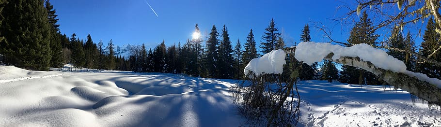 cold temperature, snow, tree, winter, plant, nature, scenics - nature HD wallpaper