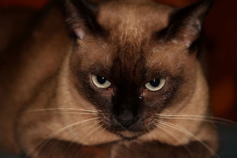 cat, gray, cute, animals, pets, image, eyes, the cat house HD wallpaper