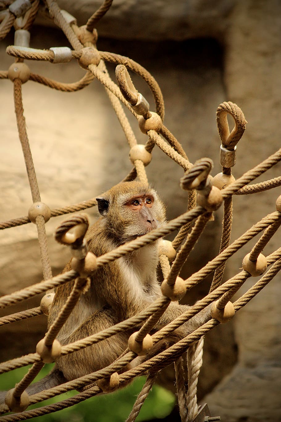 monkey, net, macaque, java, park, mountain, adventure, asia HD wallpaper