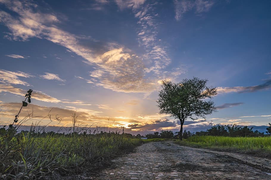 sunset, tree, road, village, nature, sky, twilight, evening HD wallpaper